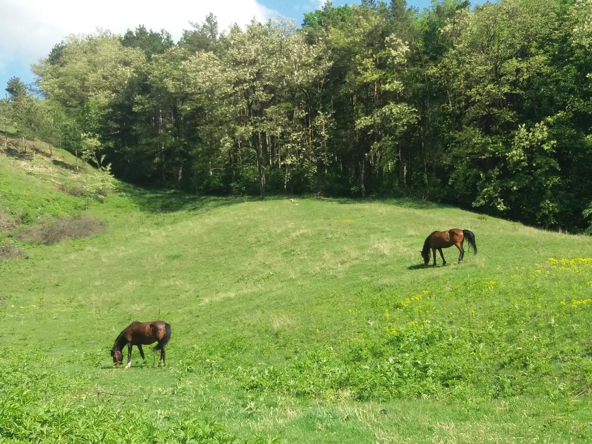 Piatra NeamţCasa Irina别墅 外观 照片