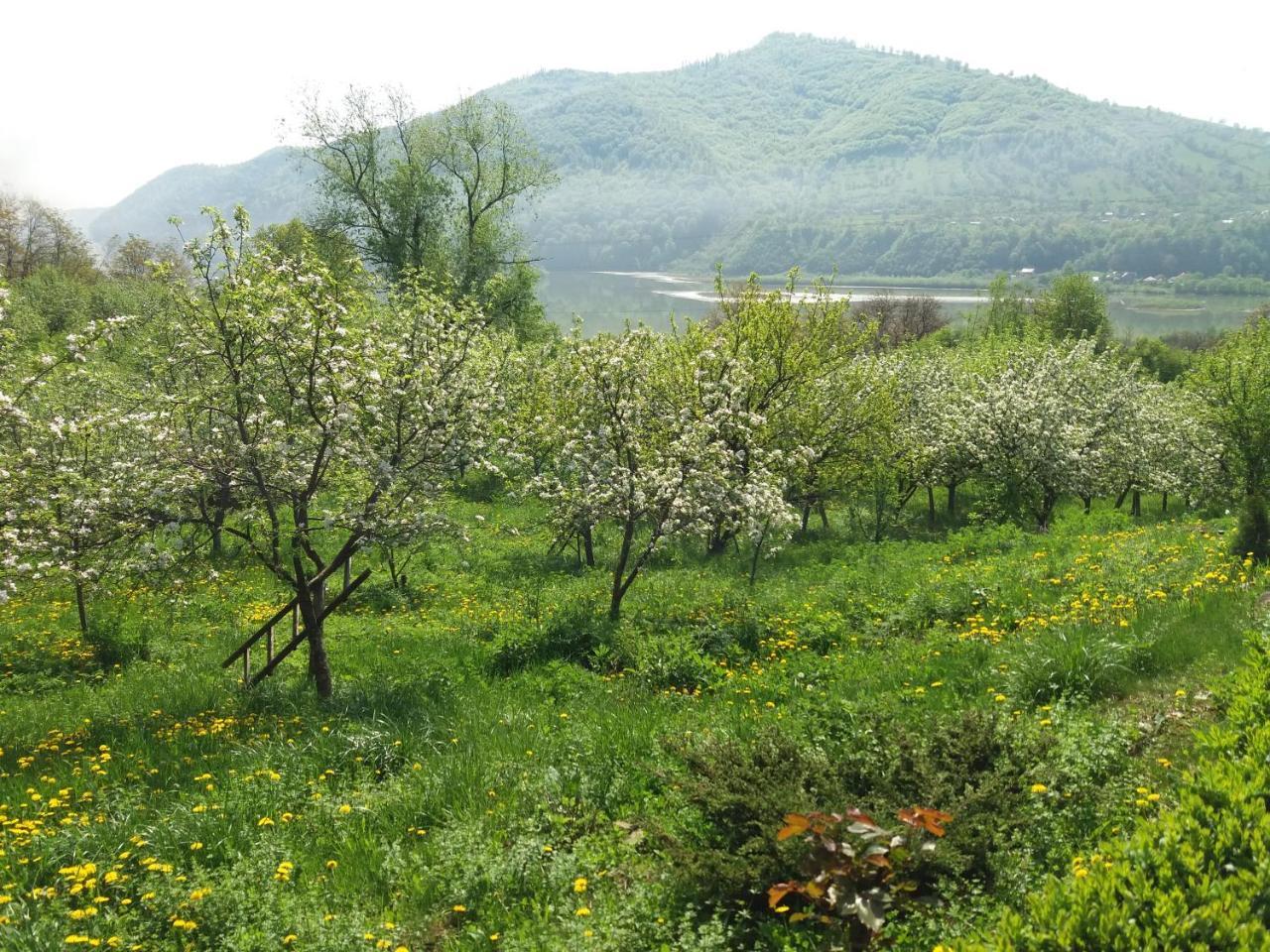 Piatra NeamţCasa Irina别墅 外观 照片